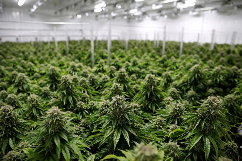Cannabis SPAC deals hit nadir after investors snub sector