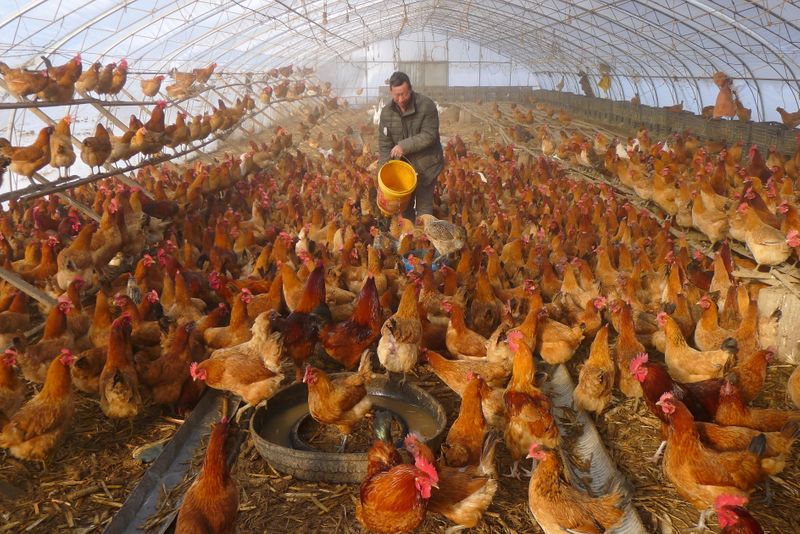 Rise in human bird flu cases in China shows risk of fast-changing variants - health experts