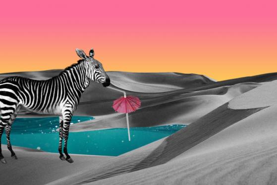 $160M Oasis Foundation Fund for DeFi, NFTs, Metaverse, and Privacy Applications