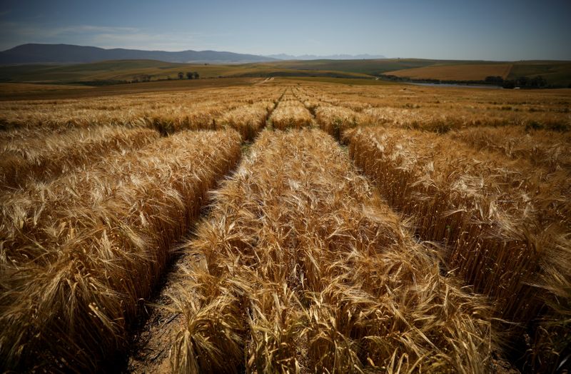 AB-Inbev bets on new barley variants to boost African beer-making capacity