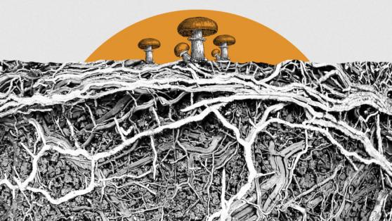Bitcoin’s Taproot Has Been Activated. What to Expect from the Network Upgrade