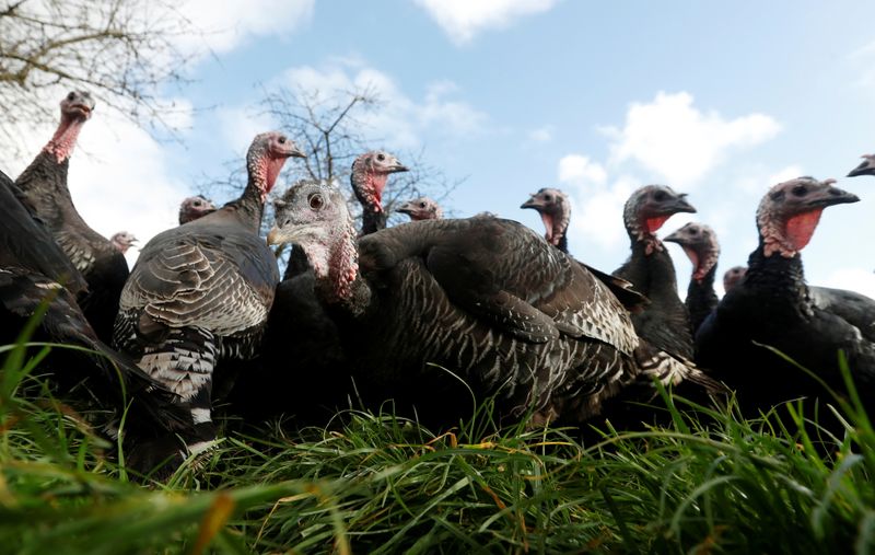 Britain will have enough turkeys for Christmas, industry says