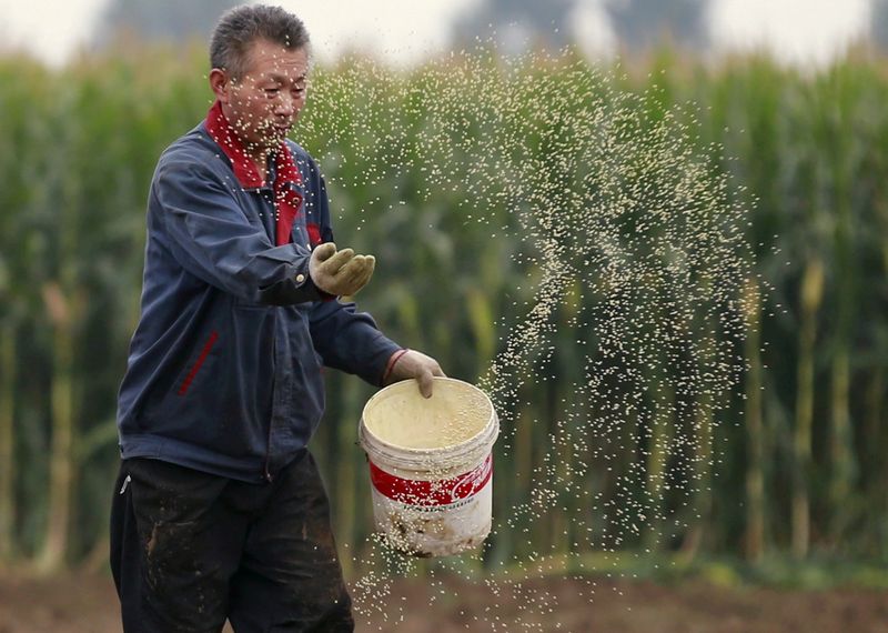 China plans overhaul of seed rules to pave way for GMO approvals