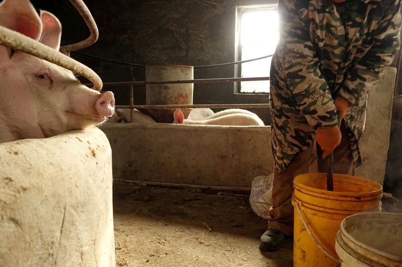 China's new pig farmers aim to ride out boom-bust cycle