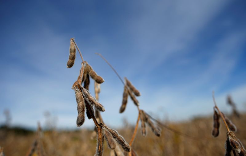 Column-Funds ejected from soymeal shorts as futures surge