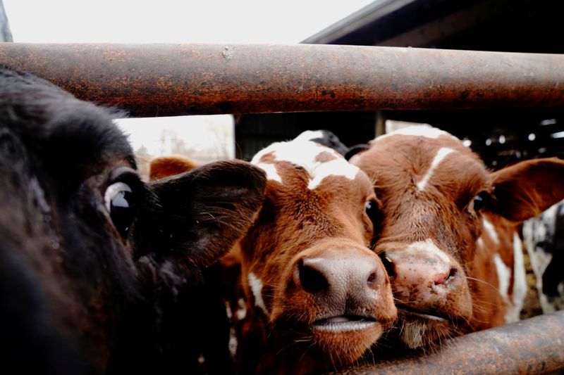 Drug, feed ingredient shortages hit U.S. livestock producers