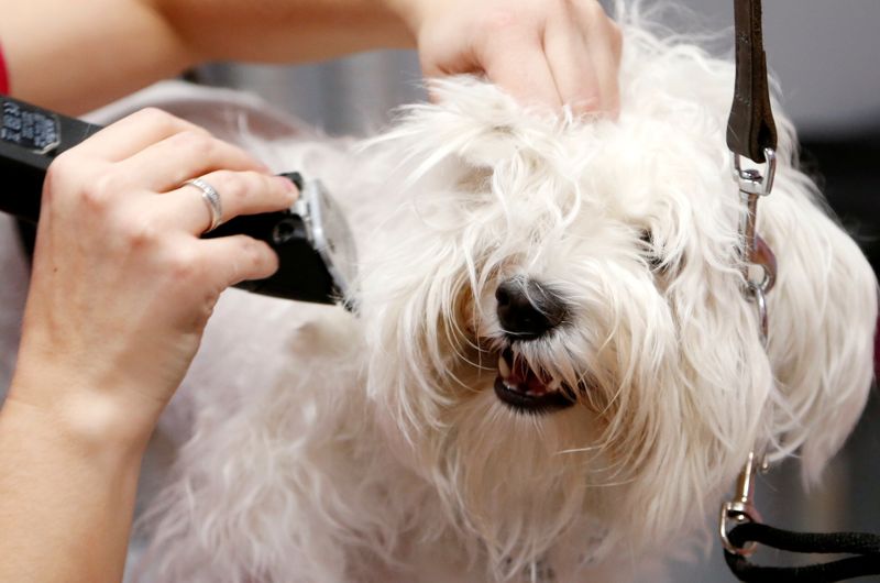 Puppy love: How pet parents cope with costs