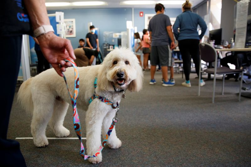 Ollie the dog helps U.S. kids with vaccine hesitancy one jab at a time