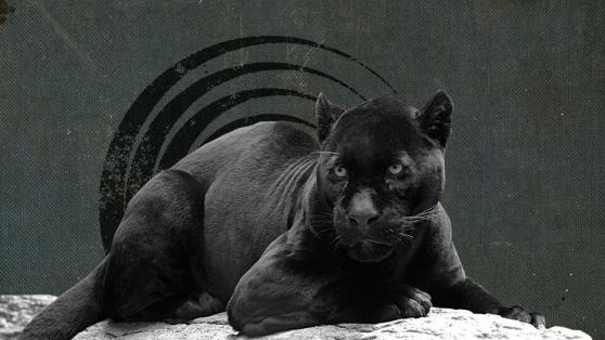 Panther Protocol and Supra Oracles join forces To Enable Cross-Chain, Private DeFi