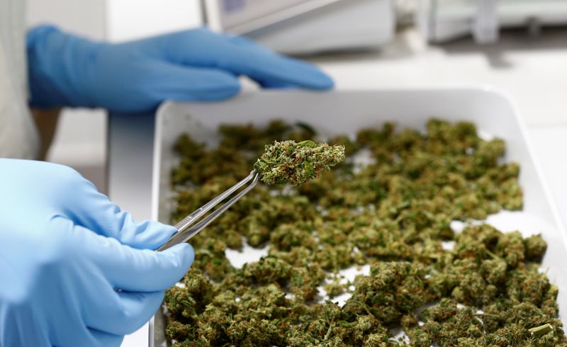 Pot of gold? Cannabis could bring Germany $5 billion a year - survey