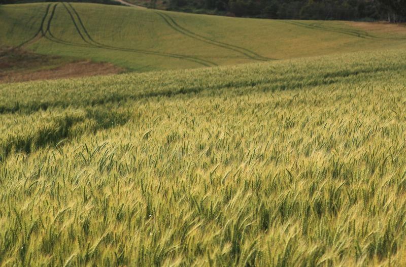 Column: Record wheat, corn crops combat world supply squeeze differently