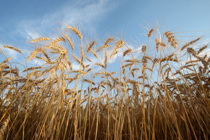 Column: To exclude or not? Grain analyses evolve as China ups imports