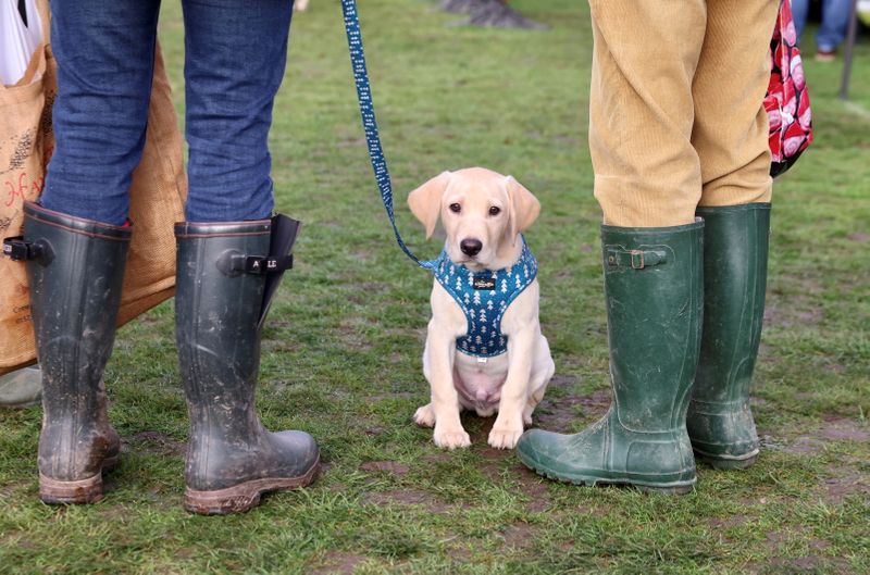 Pets At Home: puppy & kitten craze boosts profits as lockdown love beats the odds