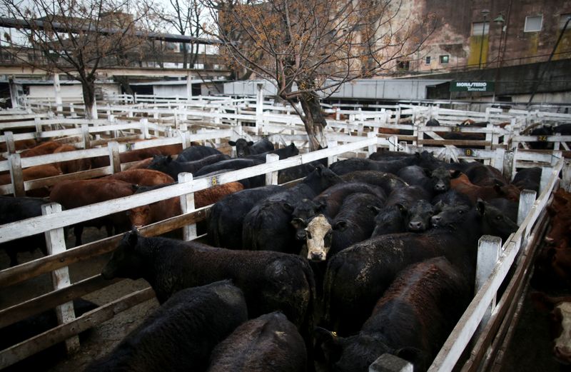 Argentina's beef sector has a solution for export standoff: fatter cows