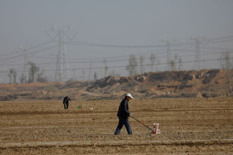 Beijing biotech firm banks on GM corn in race to be China's Monsanto