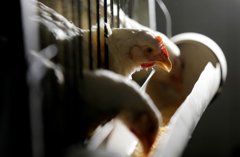 Brazil eyes $1.17 trillion halal food market, keen to boost farm trade with Islamic world -official
