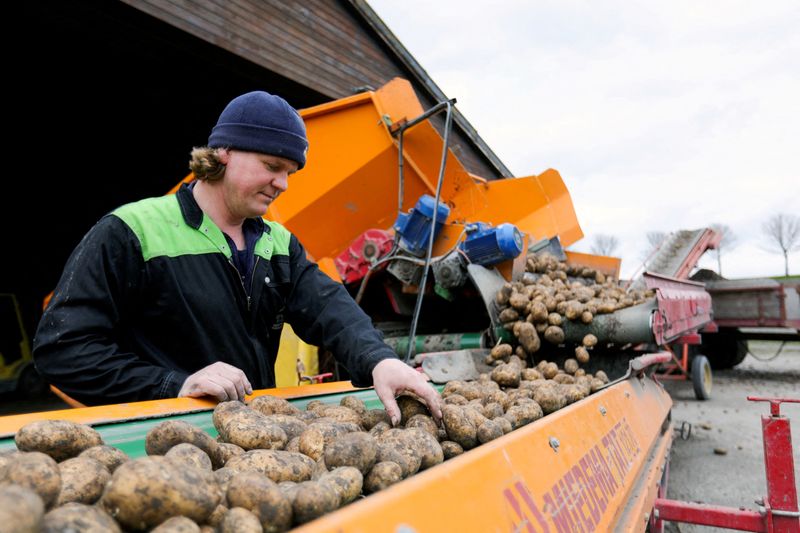 Canada says no potato wart found, could pave way for US exports to resume