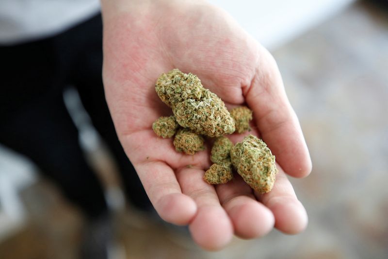 Canada's Xebra Brands bets on Mexico as future leader of industrial pot production