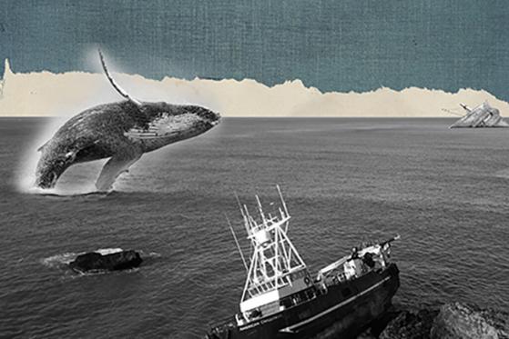 Decentralized? 10% Cardano Whale Controls 94% Of All ADA in Supply