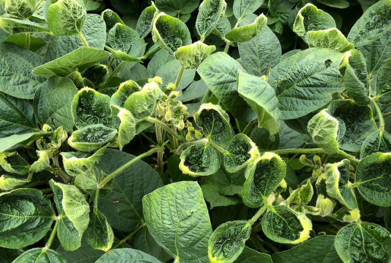 EPA reviews Bayer herbicide blamed for widespread U.S. crop damage