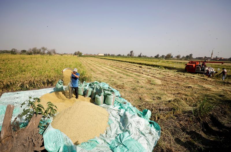 Egypt PMI steady in Nov as input costs rise