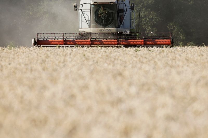 Exclusive-China snaps up large volumes of French, Ukrainian feed grain