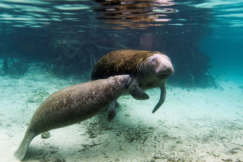 Florida to feed starving manatees in rare conservation move