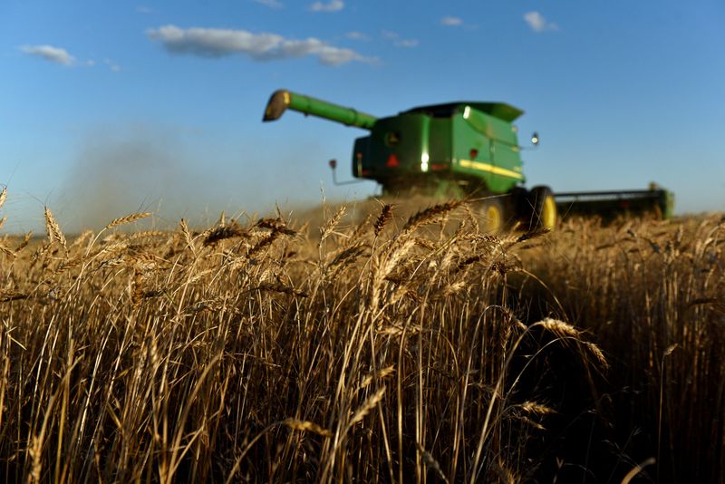 Moisture seen critical for wheat blasted by U.S. Plains dust storm