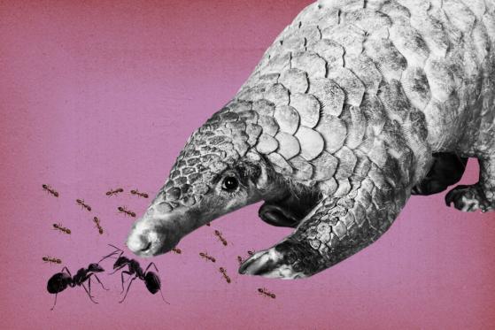 Pangolin Partners With Olympus, Becoming The First DEX on AVAX To Launch A Bonding Program