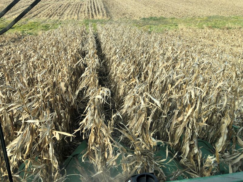 U.S. overpaid corn farmers $3 billion in Trump trade aid - GAO