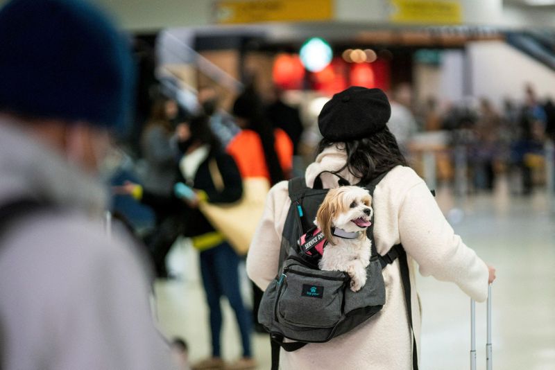 U.S. travelers stay closer to home as Omicron looms