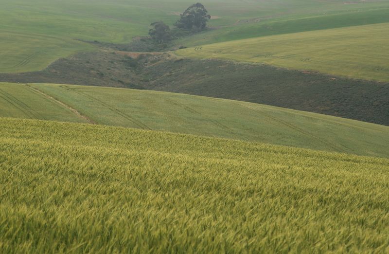 World food prices climb in November, stay at 10-year peak -FAO