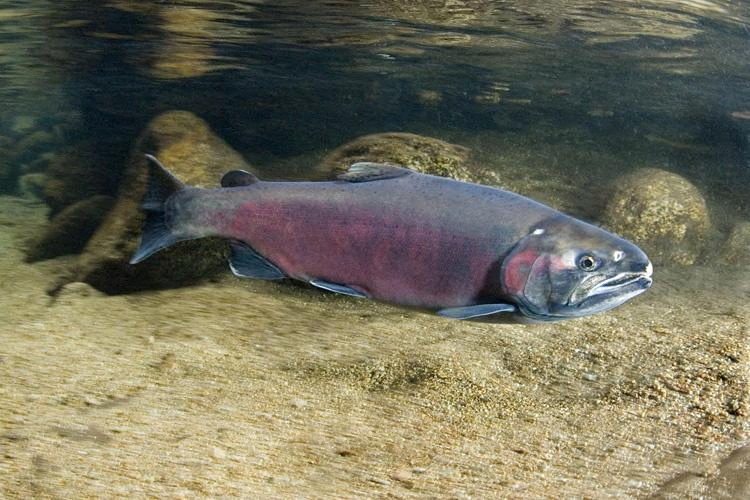 After rain burst, California salmon reclaim old spawning grounds