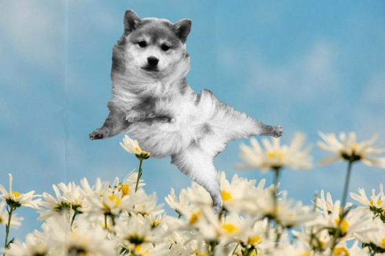 BabyDoge Displays the Power of Community – Token Doubles Price While Cryptos Retract