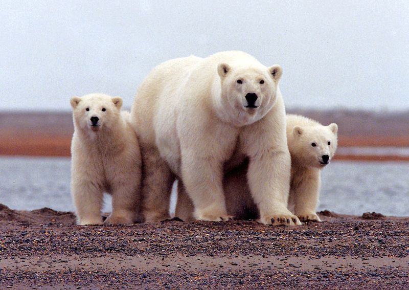 Biden administration to scrap Trump plan for wider Alaska oil drilling