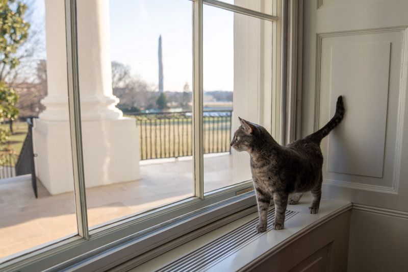 Bidens welcome Willow the cat to the White House