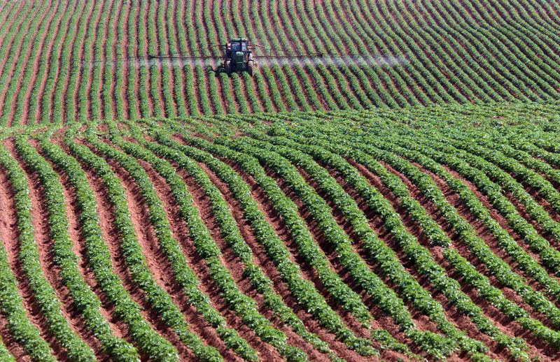 Canada hopeful table potato shipments will resume in weeks to Puerto Rico, U.S. mainland