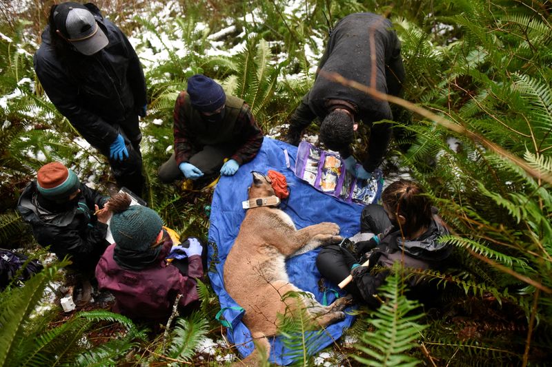 How does a cougar cross a Washington freeway? Their future may depend on the answer