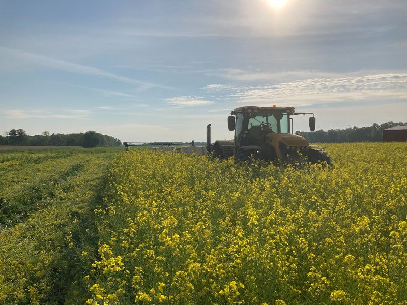 Farming for the climate: Off-season 'cover' crops expand as U.S. growers eye low-carbon future