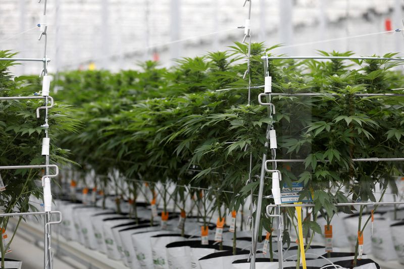 Tilray reports 20% jump in revenue on higher demand