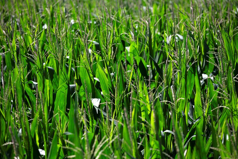 U.S. aims to double cover crop planting to address climate change