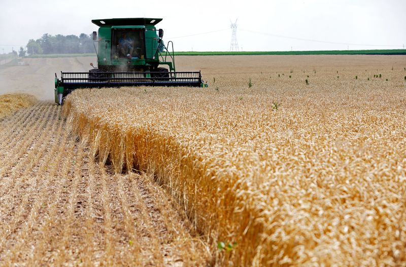Wheat pulls back from 13-1/2 year peak as Ukraine conflict assessed