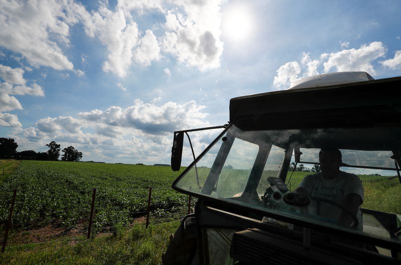 Argentina halts export registration for soy oil, meal