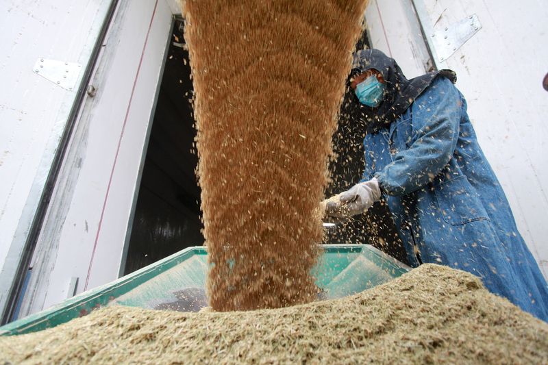 China ag minister says winter wheat condition could be worst in history