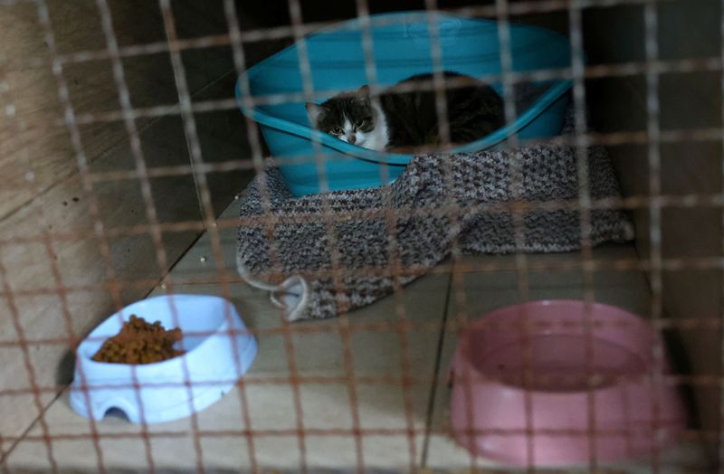 Latvian woman drives into Ukraine to rescue pets