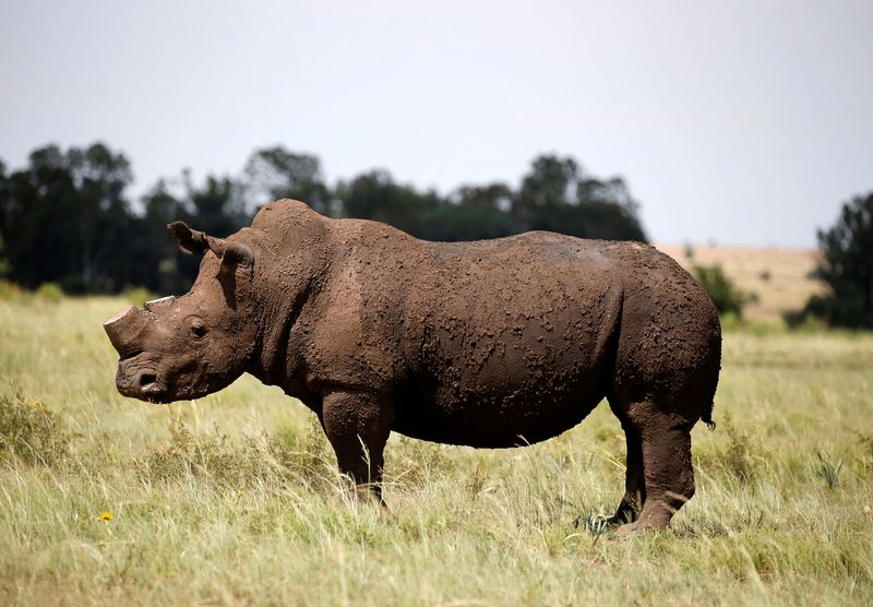 World Bank sells first 'rhino' bond to help S.Africa's conservation efforts