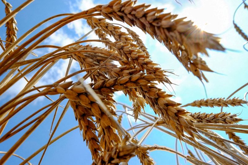 World Food Programme says supply chains 'falling apart' in Ukraine