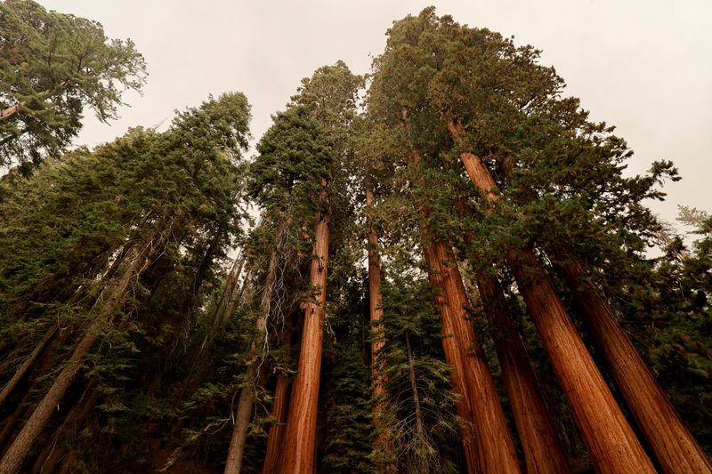 Biden's Earth Day includes mission to rescue world's giant trees