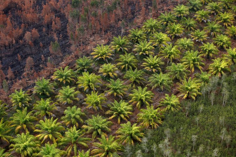 Indonesia export ban will not include crude palm oil - sources