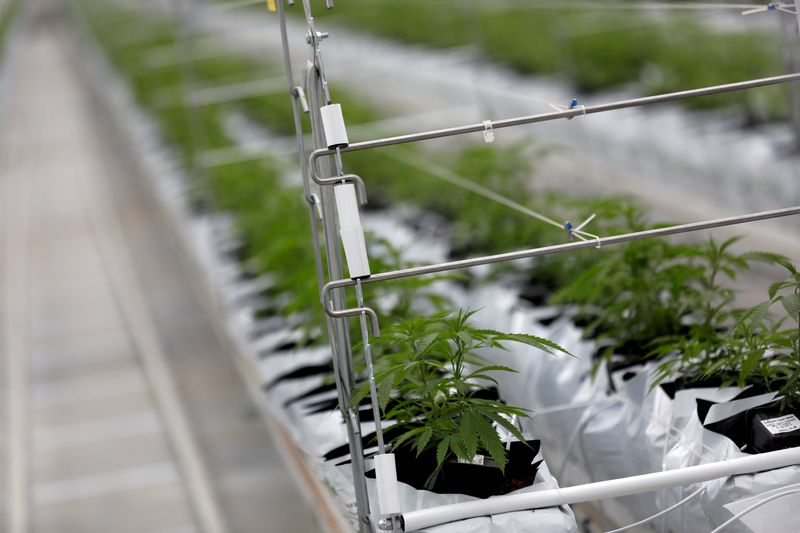 More than half of Europeans support cannabis legalization -report